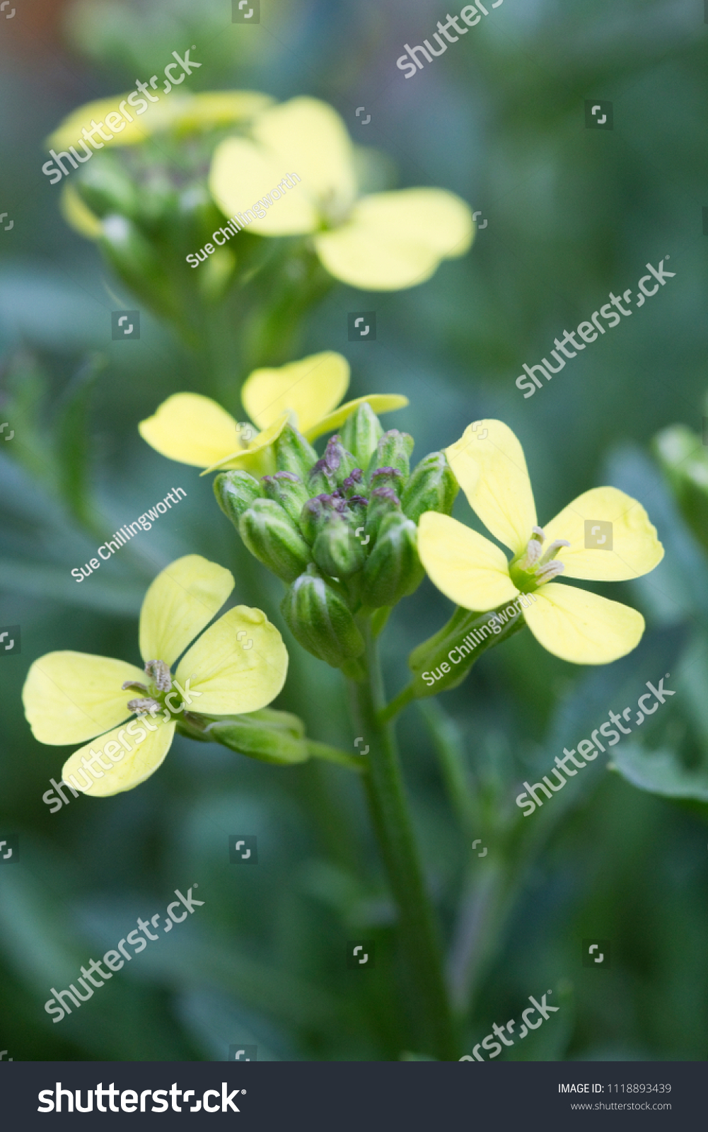 Closeup Image Erysimum Golden Jubilee Stock Photo Edit Now