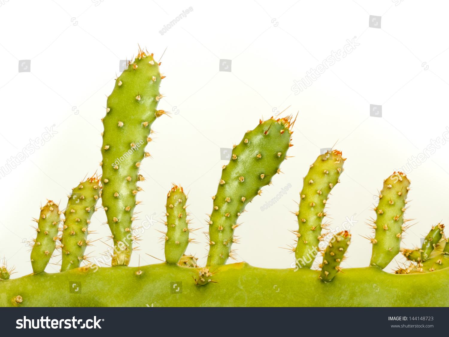 Closeup Image Of The Main Stem Of A Cactus And Its Branches Pictured Like A Valley Of Shrubs