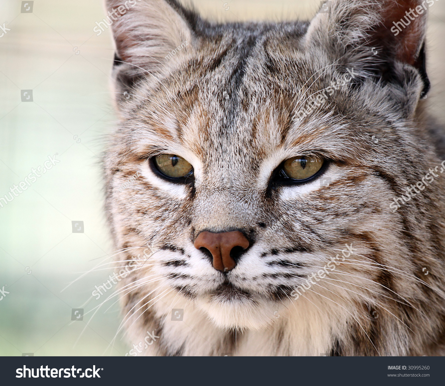 Closeup Of A Bobcat Hunting His Prey. Stock Photo 30995260 : Shutterstock