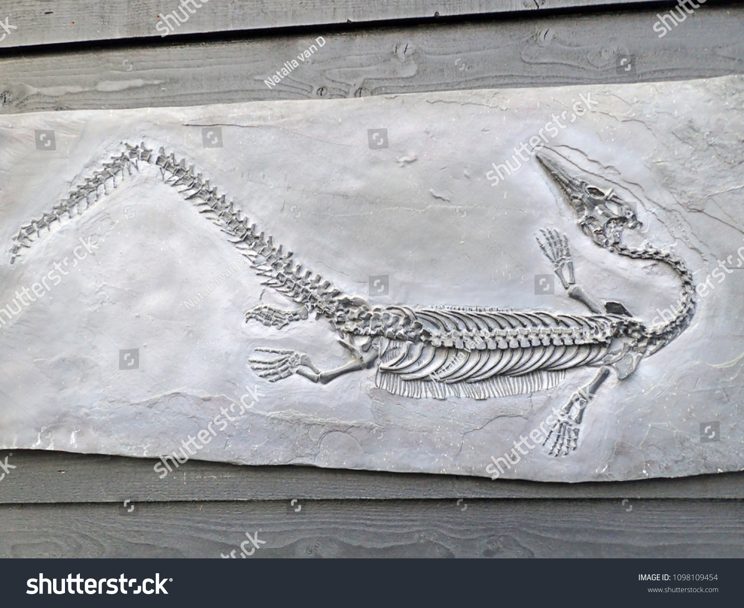 Closeup Fossilized Petrified Steneosaurus Dinosaur Fossil Stock Photo