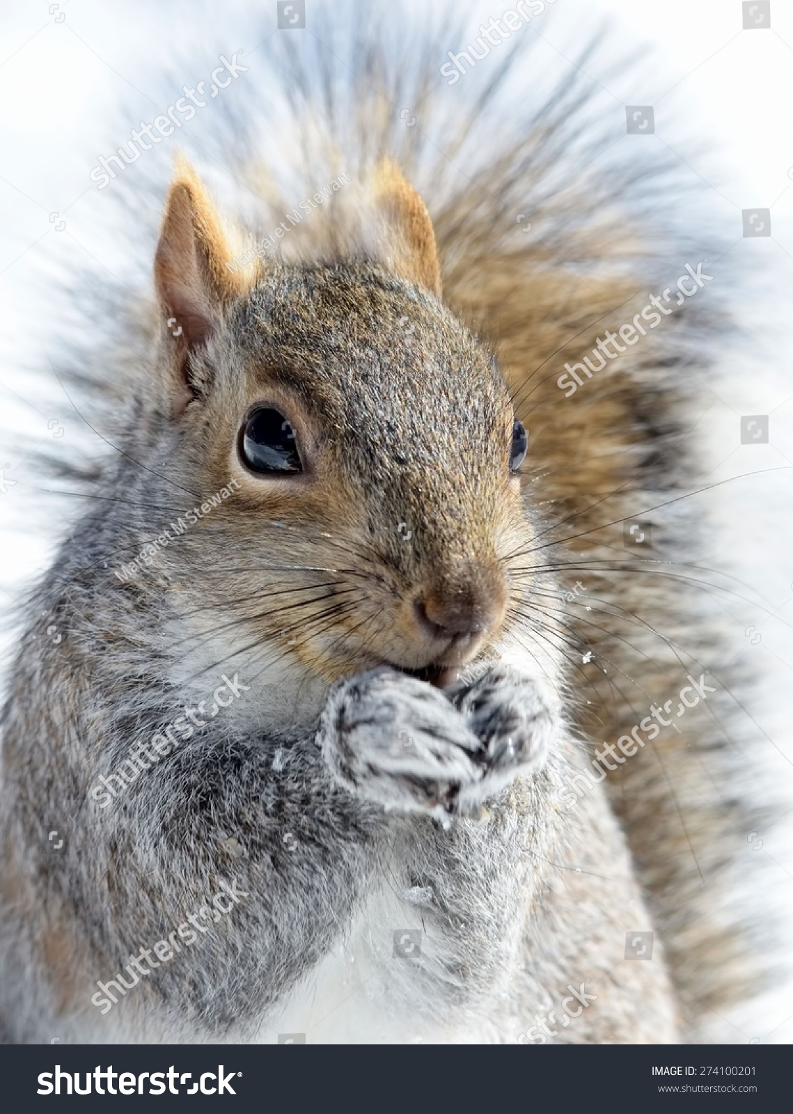 Grey Squirrel In Winter Stock Photo Image Of Forest   266949138