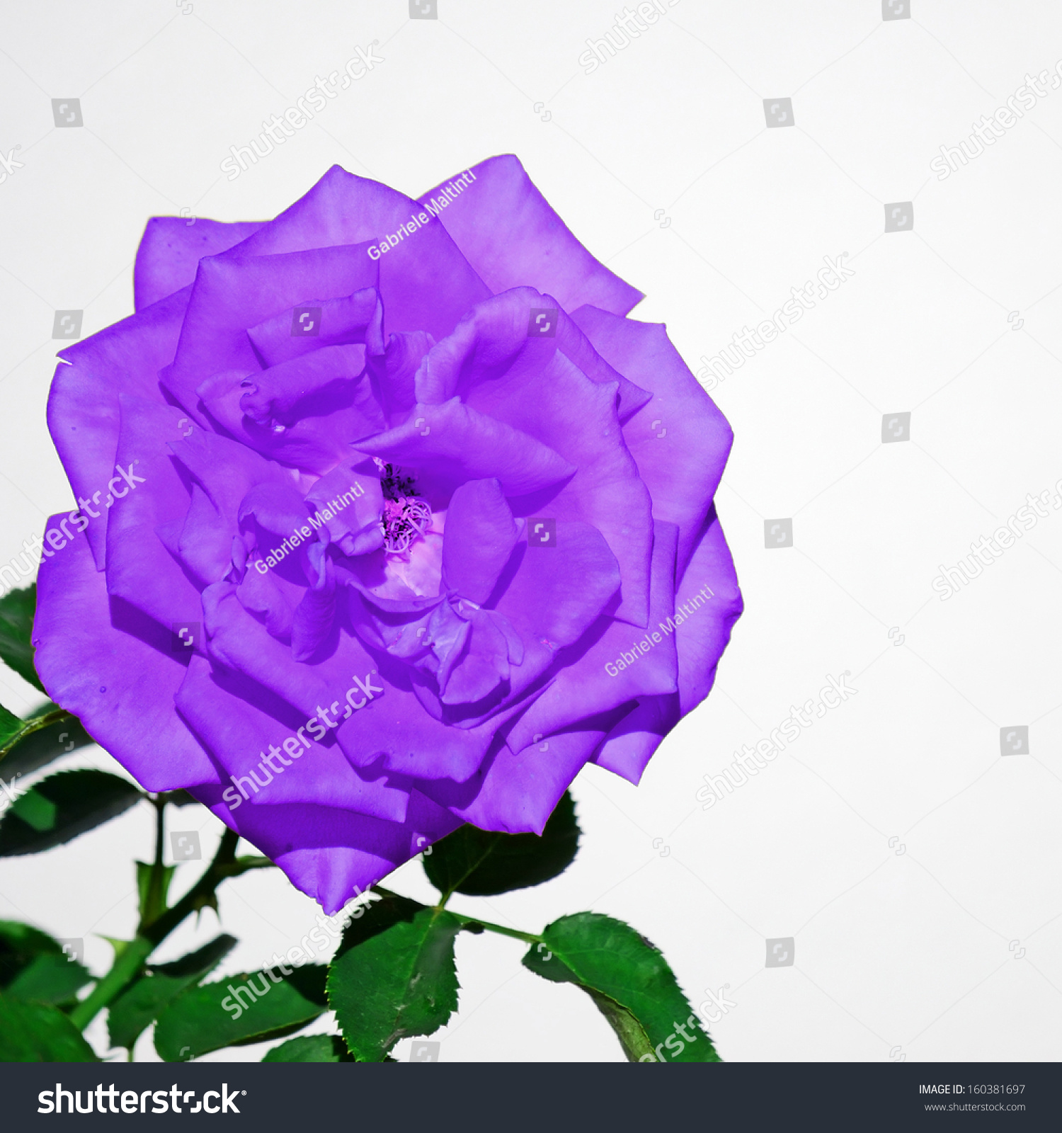 Purple Rose White Background