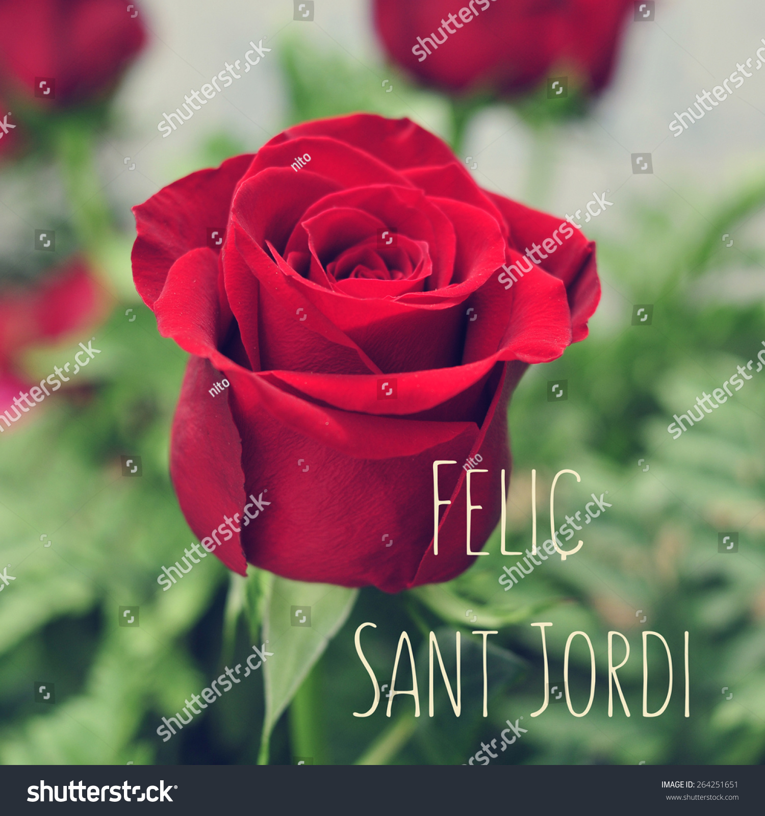 Closeup Of A Red Rose And The Text Felic Sant Jordi Happy Saint Georges Day Written In Catalan 5018