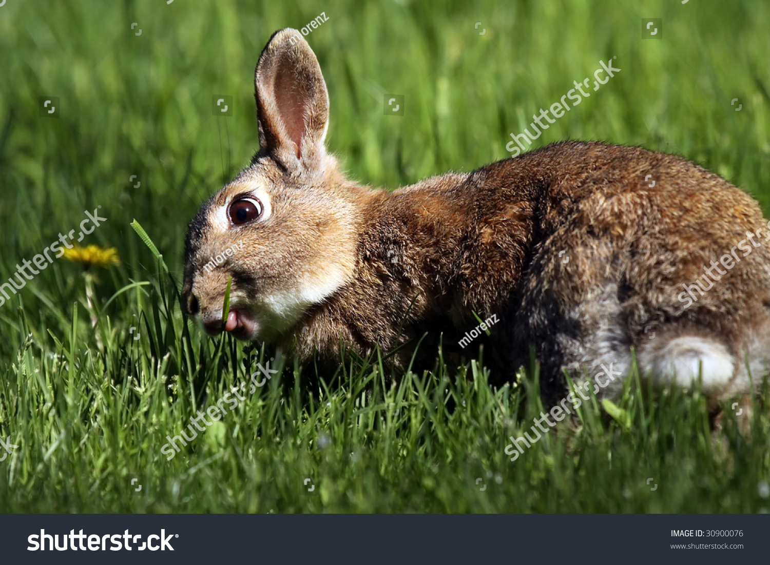 Closeup Of A Wild Rabbit Eating Grass Shoots. Stock Photo 30900076 Shutterstock