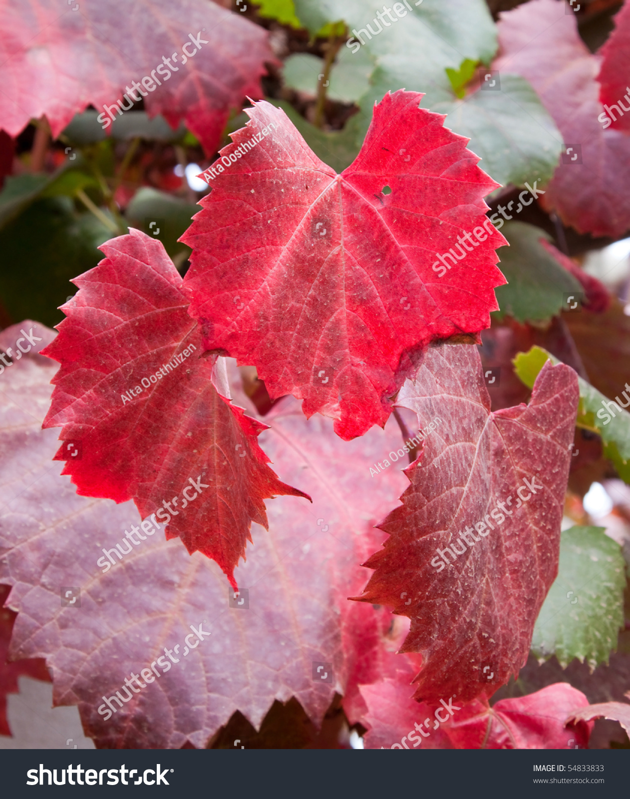 Closeup Of Autumn Grape Vine Leaves With Lovely Red Colours Stock Photo