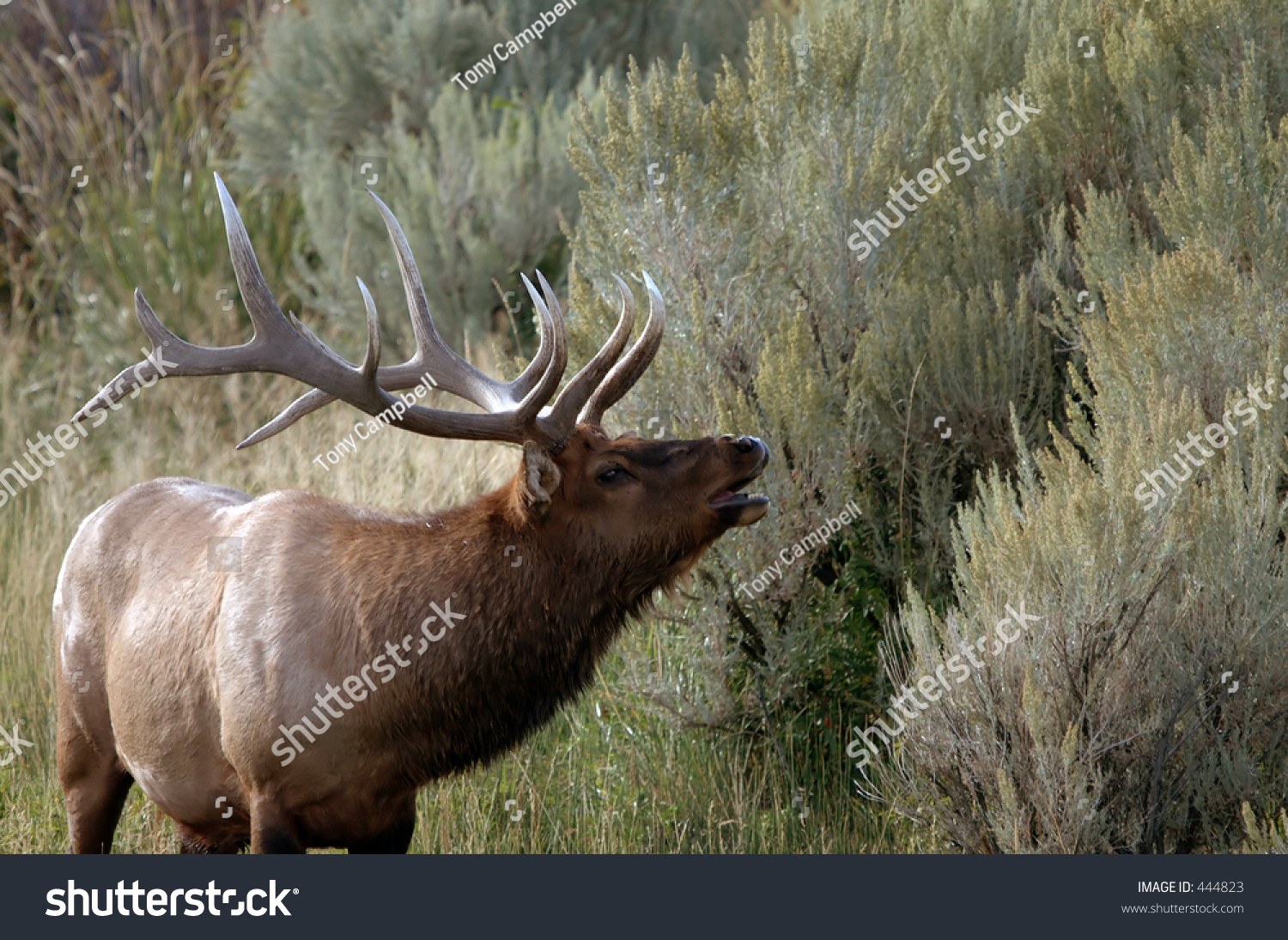 Closeup Of Bull Elk Bugling Stock Photo 444823 Shutterstock