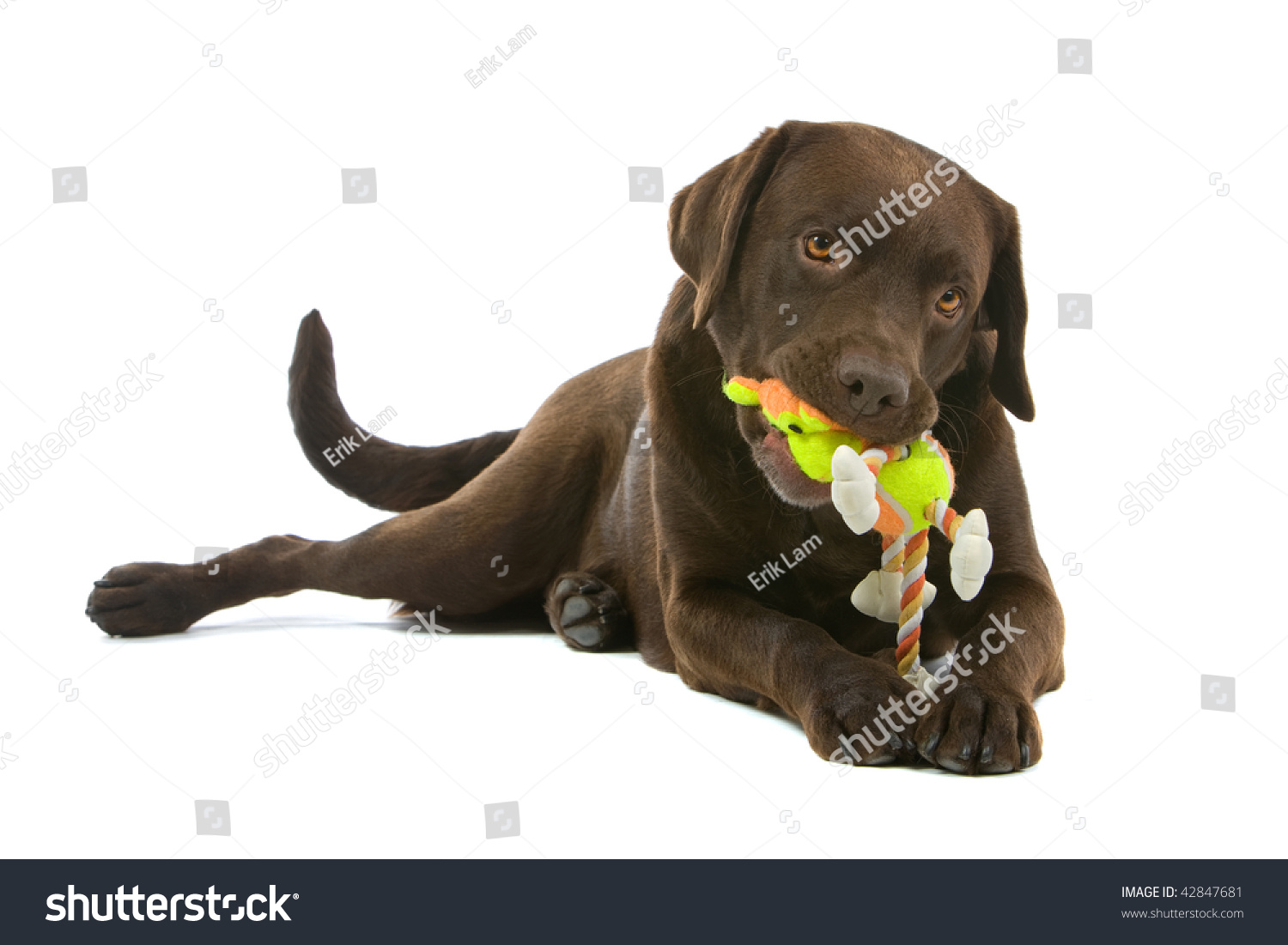 chocolate labrador soft toy