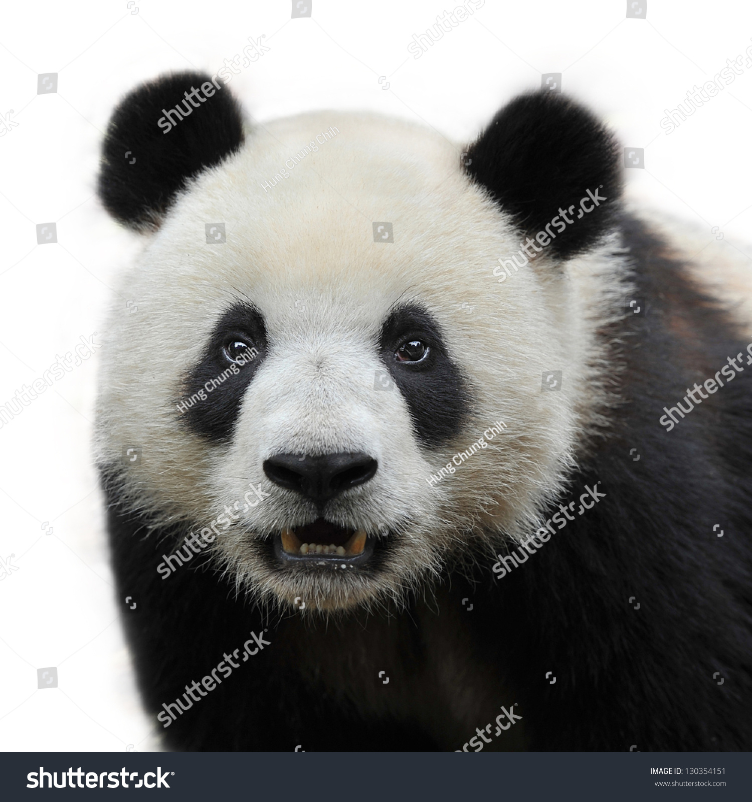 Closeup Panda Bear Isolated On White Stock Photo 130354151 Shutterstock