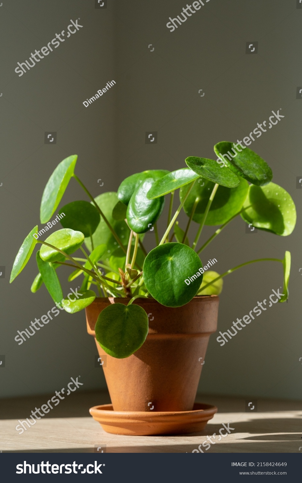 Closeup Pilea Peperomioides Houseplant Terracotta Pot Stock Photo