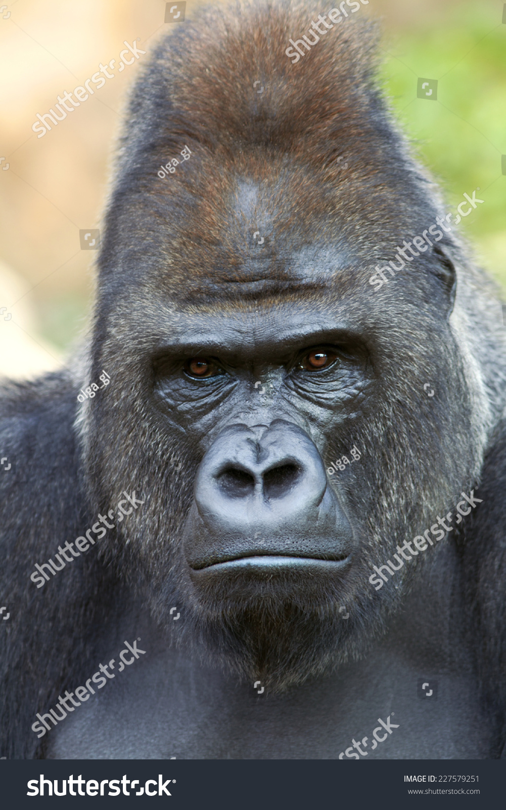 Closeup Portrait Of A Gorilla Male, Severe Silverback, On Rock Background. Menacing Expression