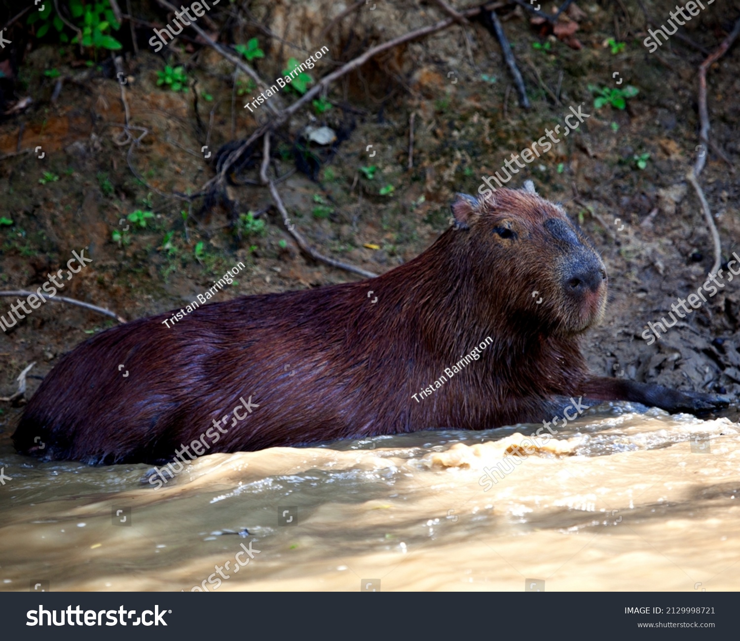 Closeup Portrait Capybara Hydrochoerus Hydrochaeris Covered Stock Photo