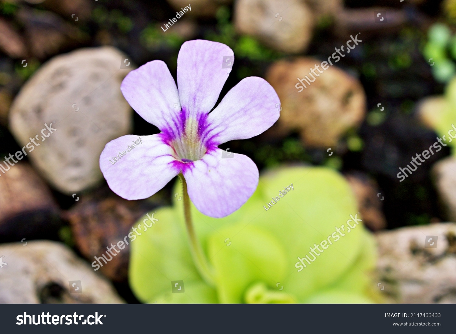 Closeup Purple Flower Pinguicula Moranensis Tina Stock Photo