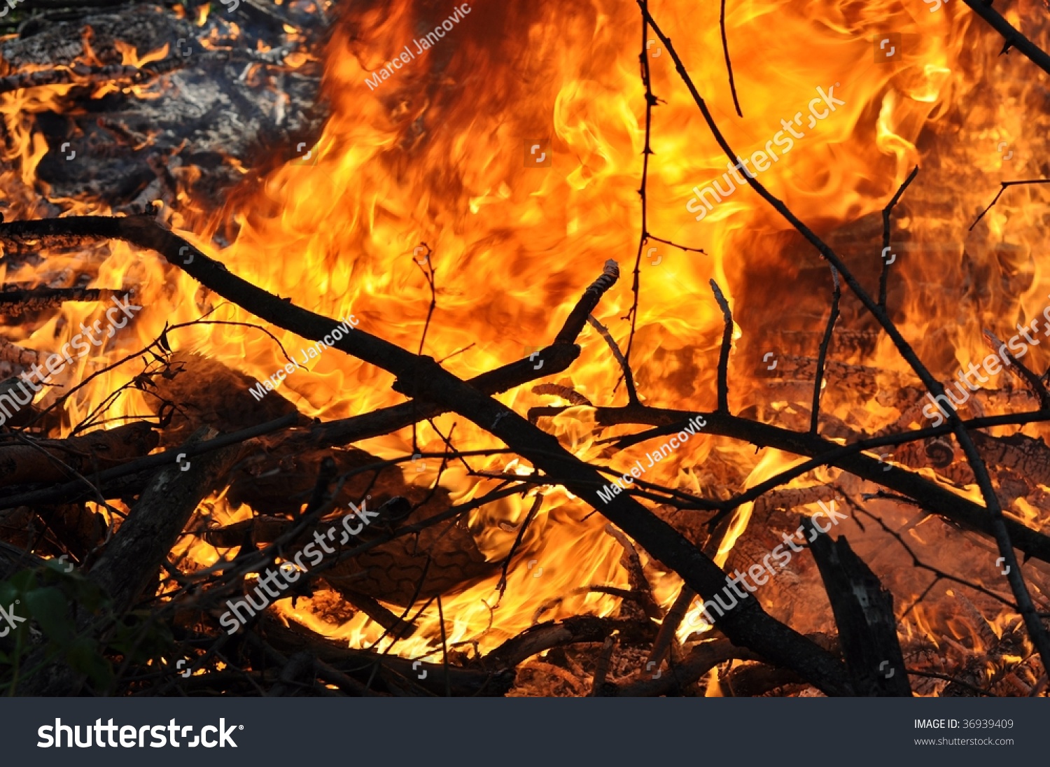 Closeup Shot Of Tree Branches Burning Stock Photo 36939409 Shutterstock