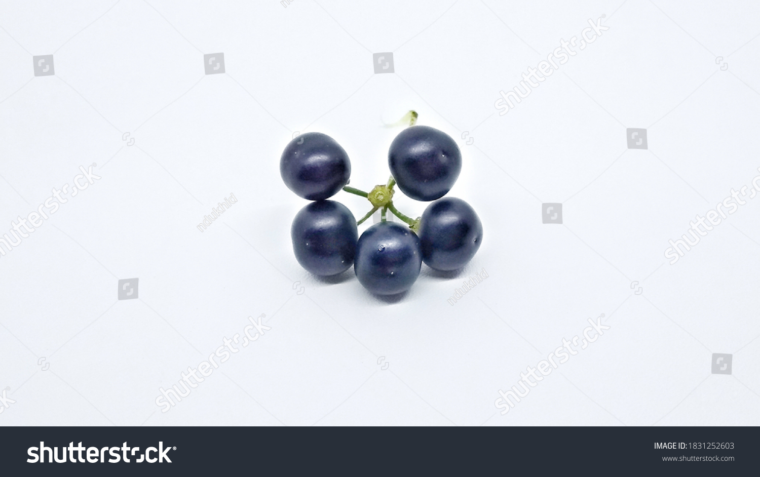 Closeup Solanum Nigrum Isolated Black Nightshade Stock Photo Edit Now