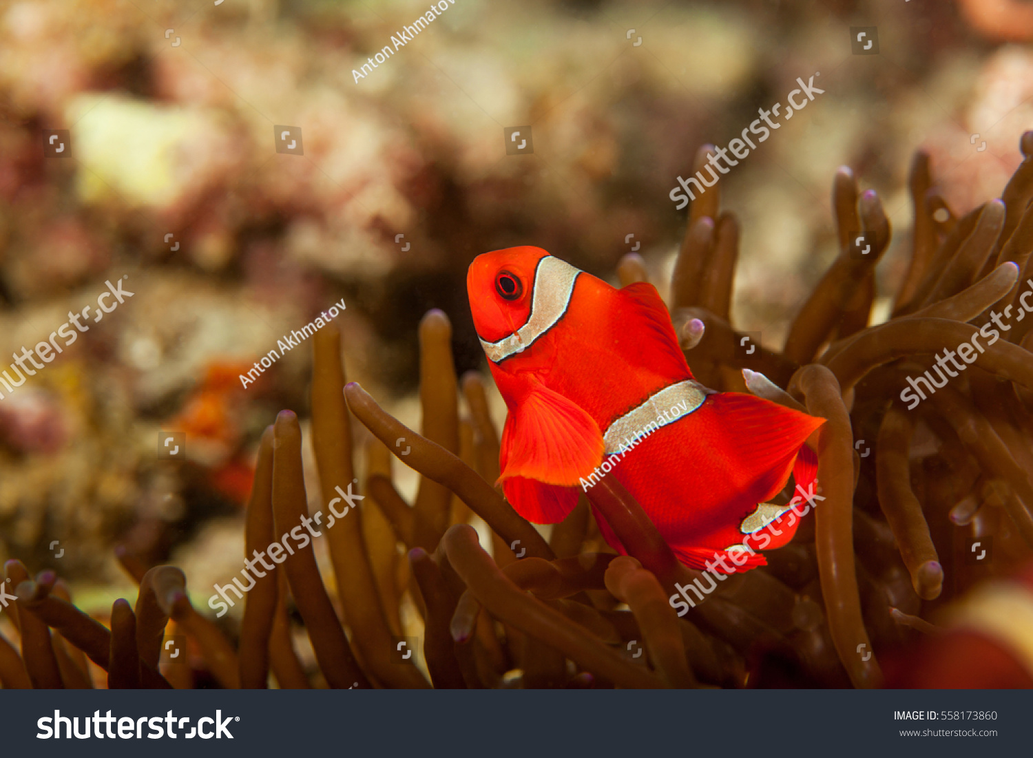 Clownfish Closeup Sipadan Island Celebes Sea Stock Photo Edit Now