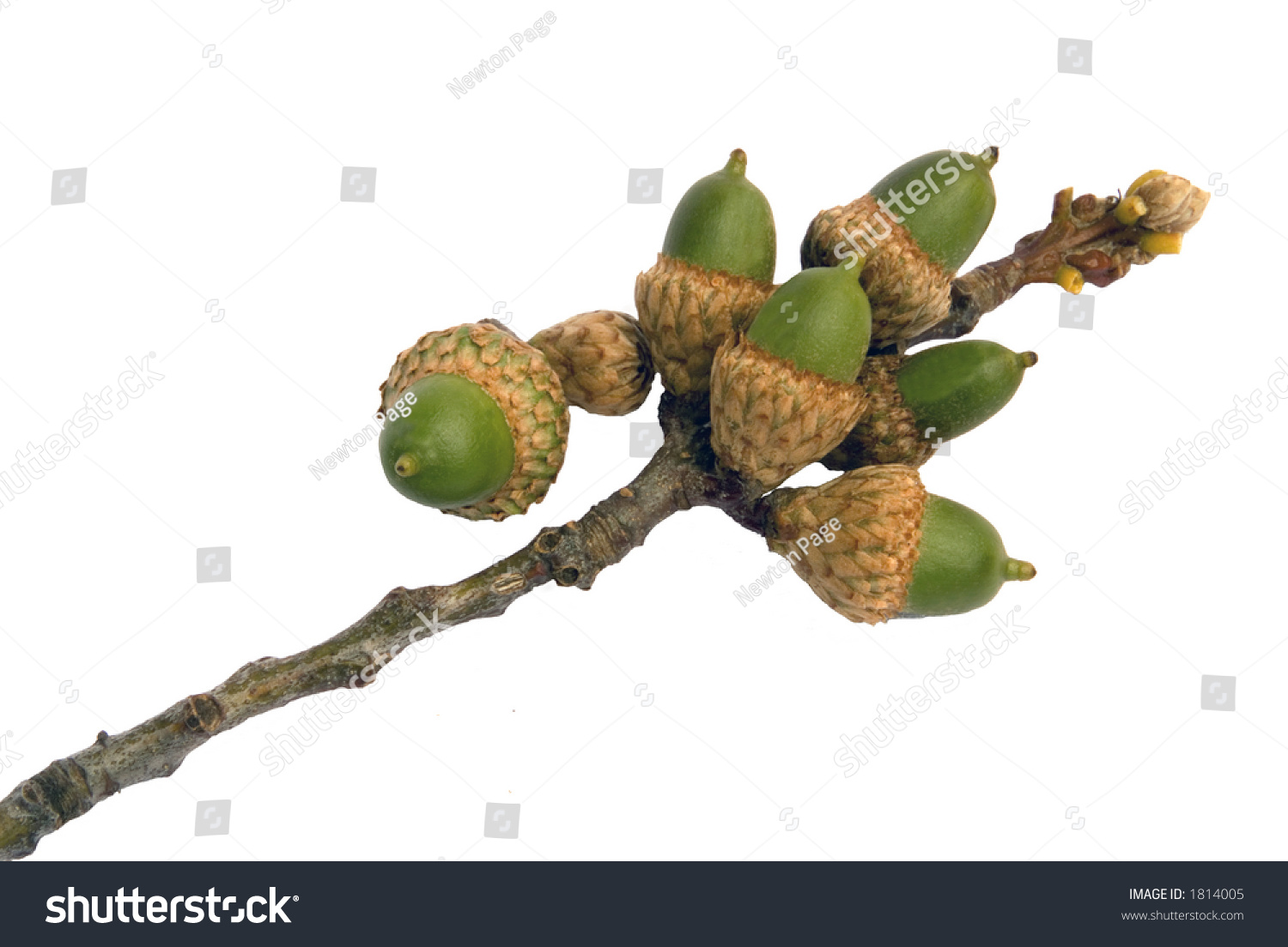 Cluster Of Acorns Growing On A Red Oak Tree Branch Stock Photo 1814005