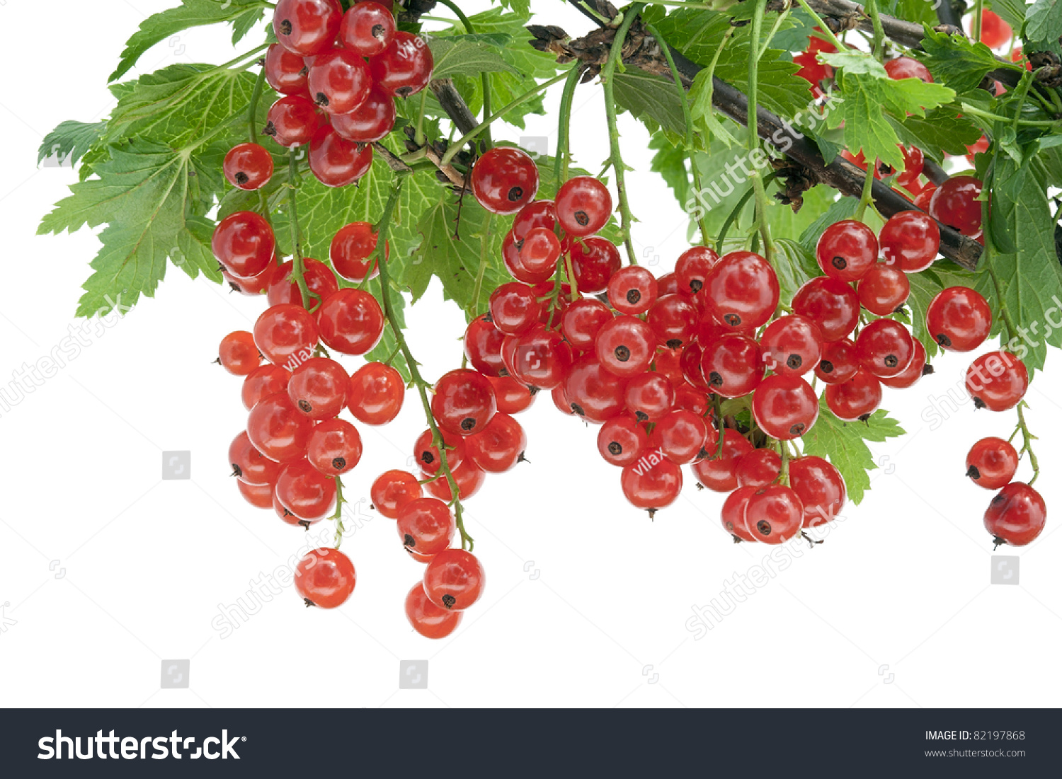 Clusters Of Berries Of A Ripe Red Currant Hang On A Branch Isolated