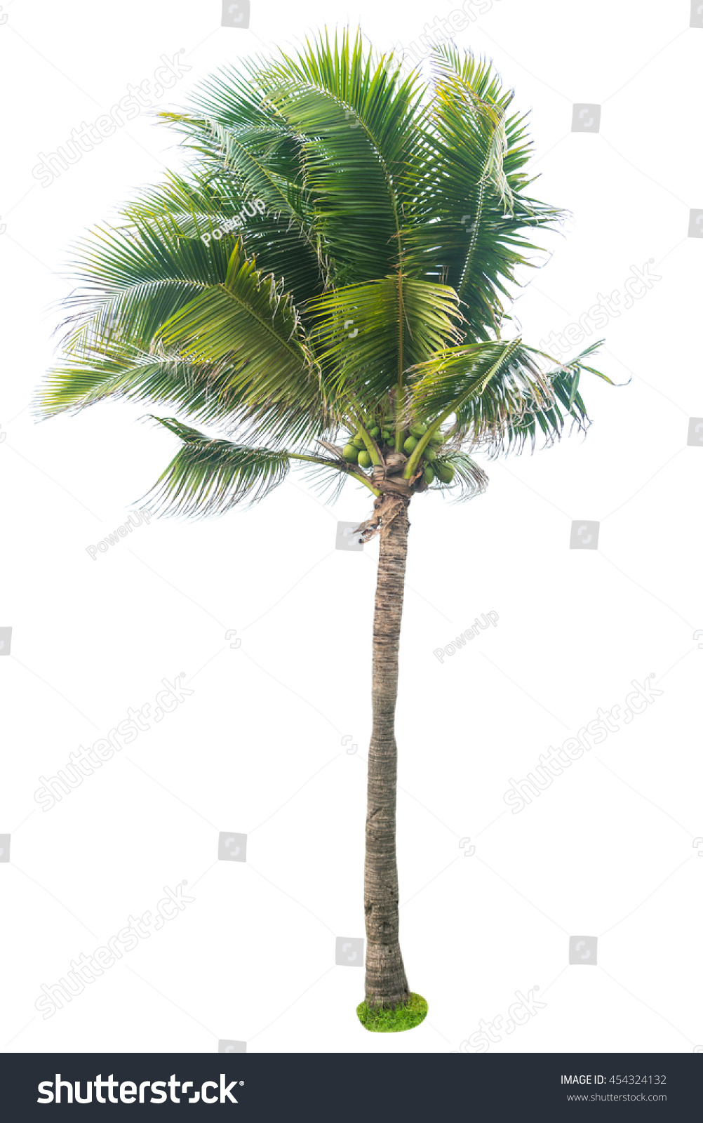 Coconut Tree Isolated On White Background Stock Photo 454324132