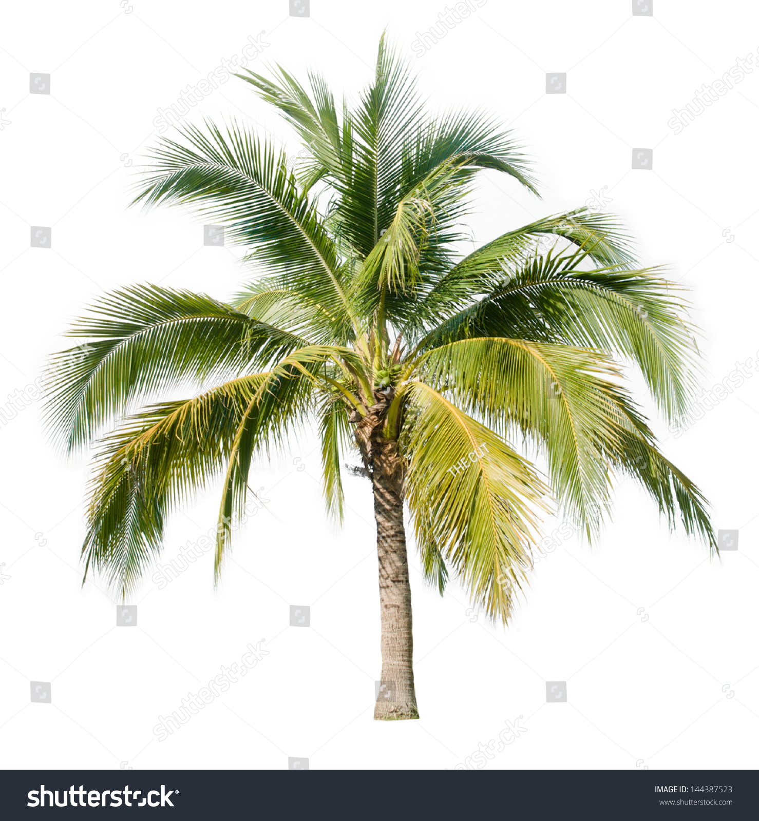 Coconut Tree On White Background Stock Photo 144387523 : Shutterstock
