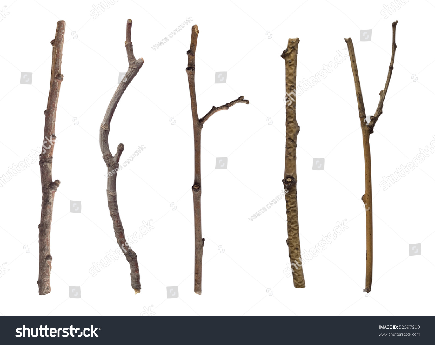 Collection Of Branches Stock Photo 52597900 : Shutterstock