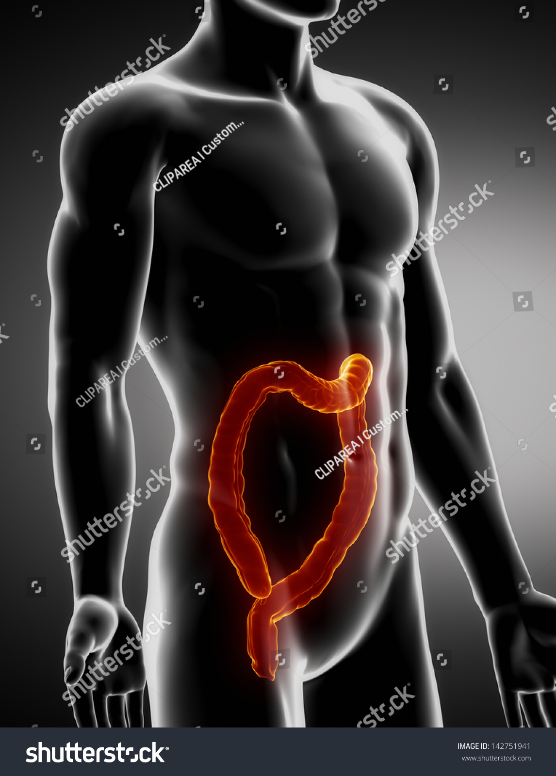 Colon Male Anatomy Anterior Xray View Stock Illustration 142751941