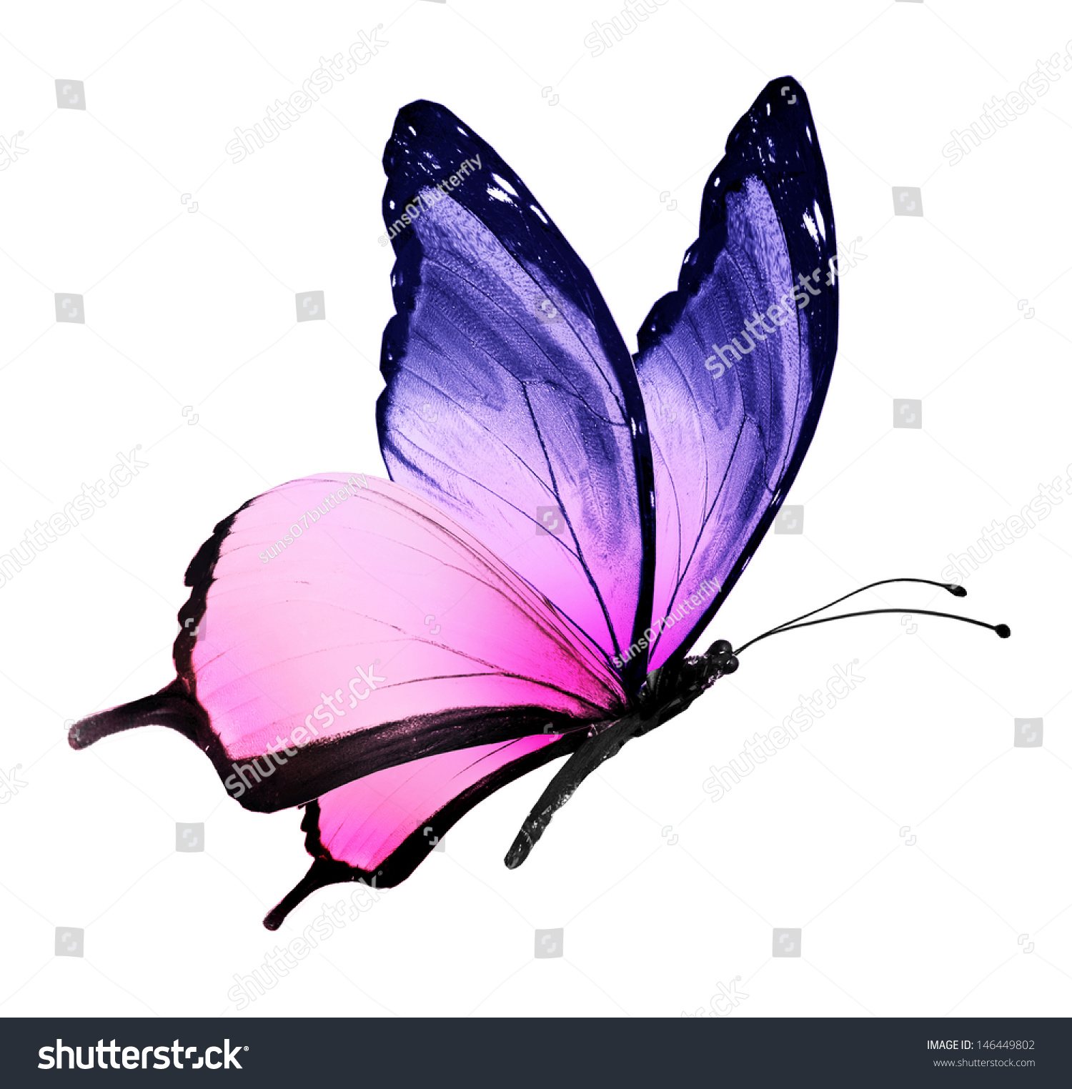 Color Butterfly Flying Isolated On White Stock Photo