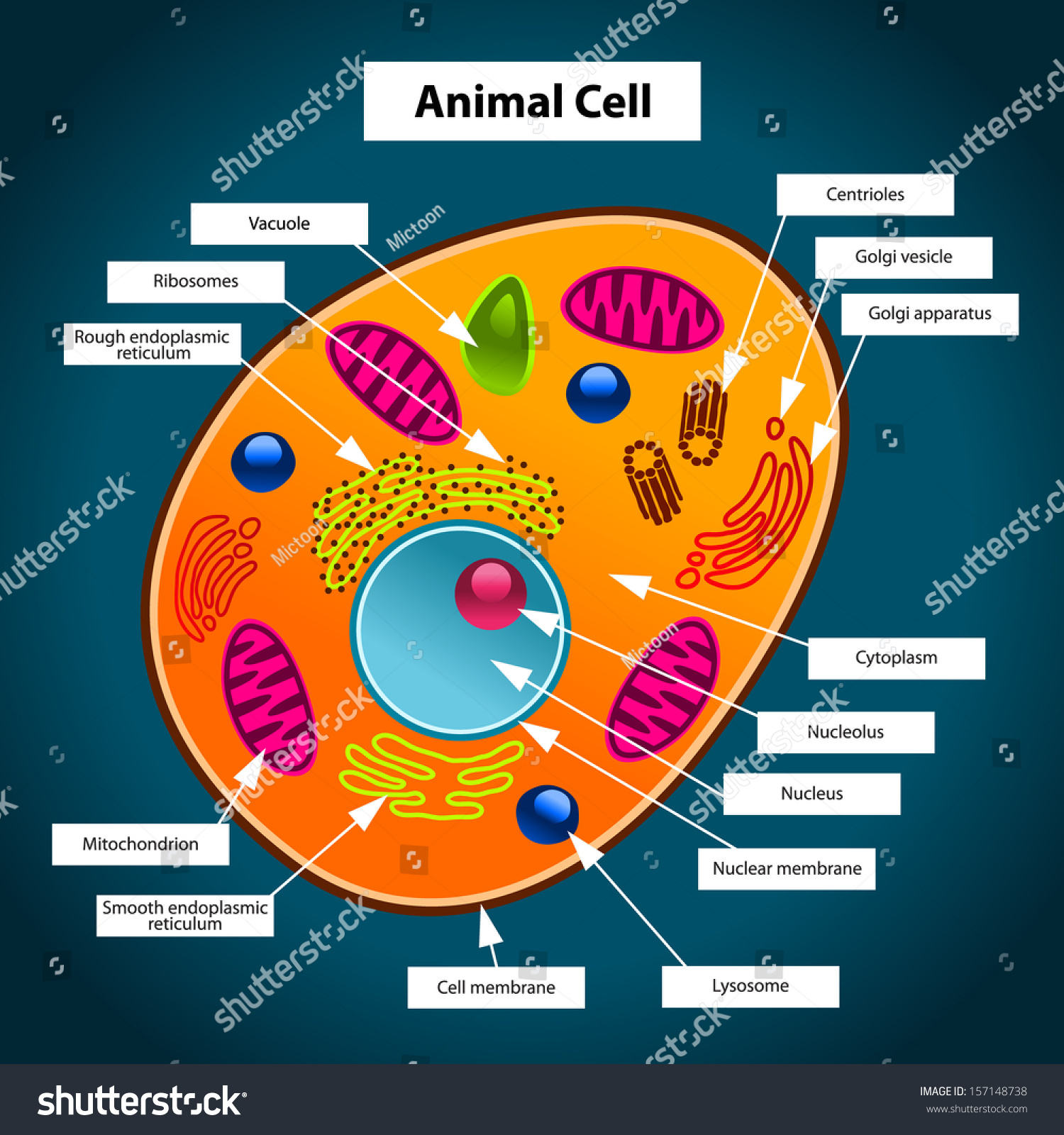 Color Illustration Of Animal Cell 157148738 Shutterstock
