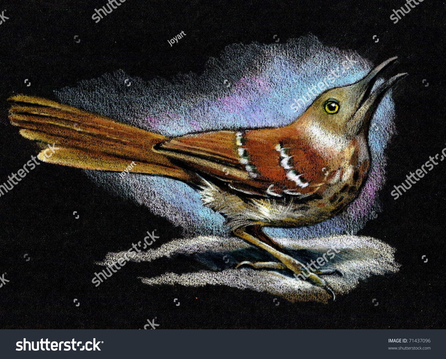 Color Pencil Drawing Of Brown Thrasher Bird Stock Photo 71437096