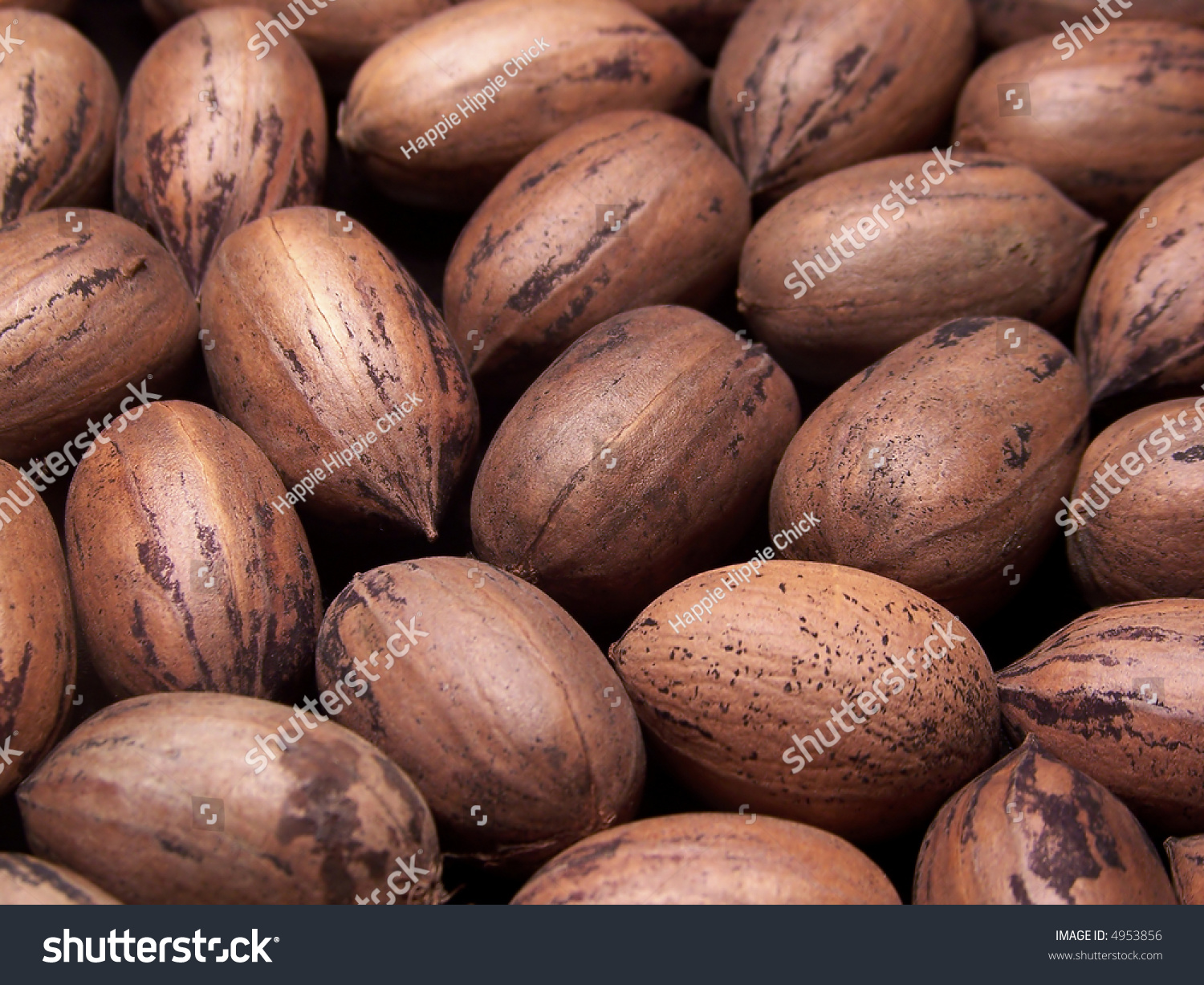 Color Photo Of Several Pecans In The Shell. 4953856 Shutterstock