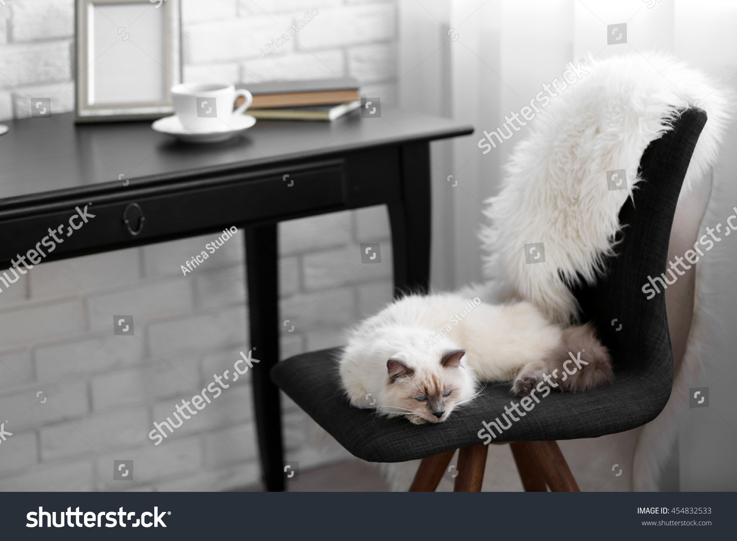 Color-point cat lying on black chair in living room Color-point cat lying on black chair in living room
