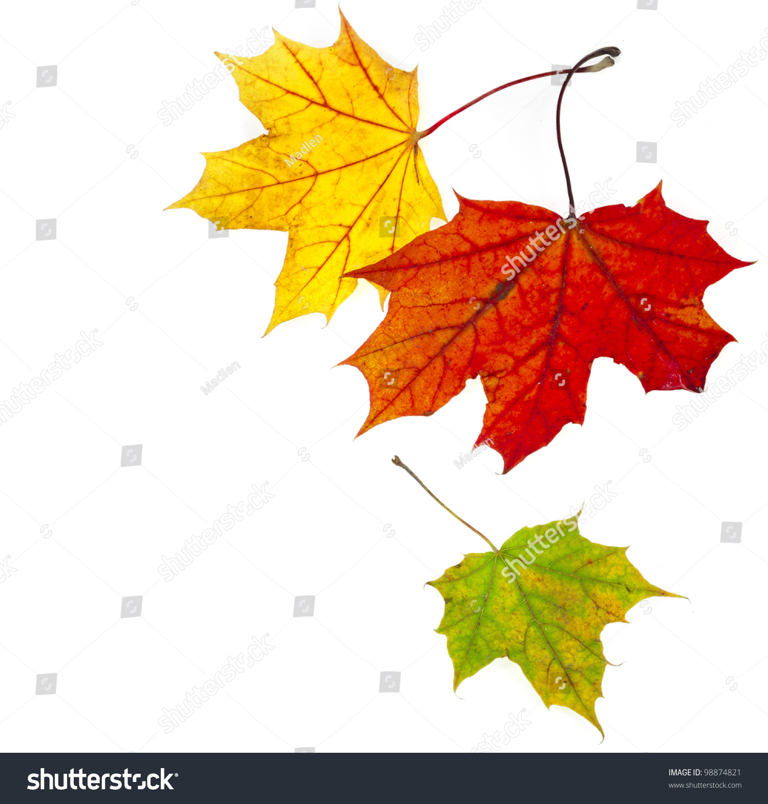 Autumn Maple Leaves White Background Fall Stock Autumn Maple Leaves White Background Fall Stock