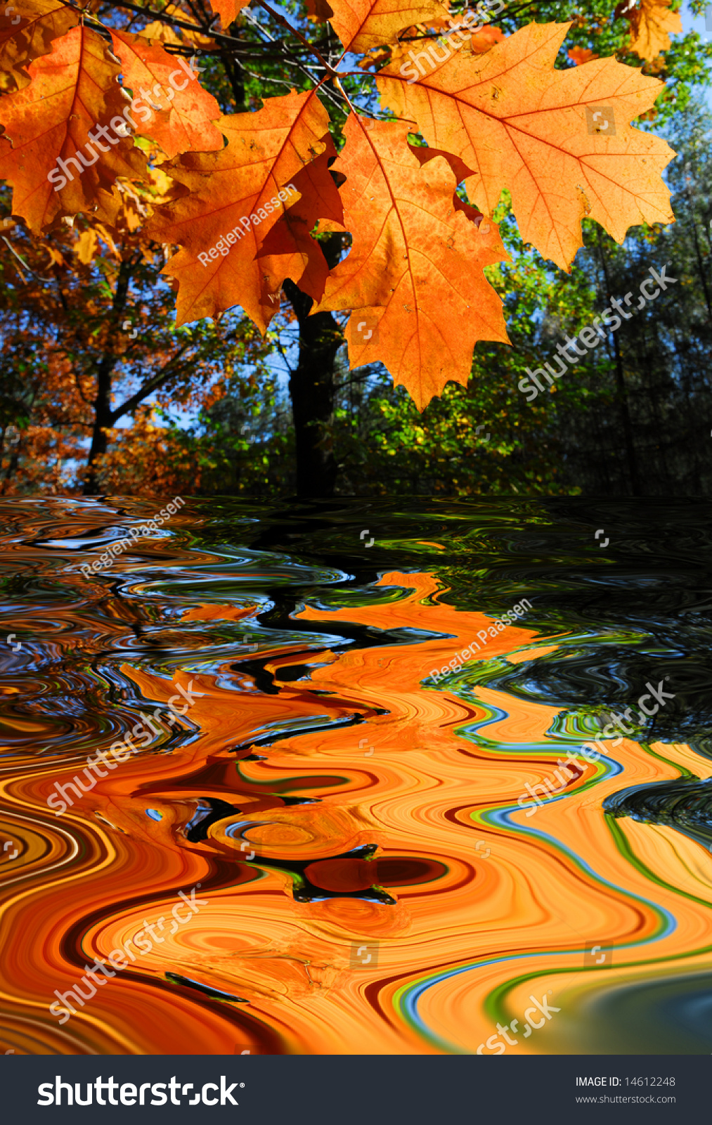 Water Reflection With Trees Leaves Autumn Stock Image   Image Of Leaf