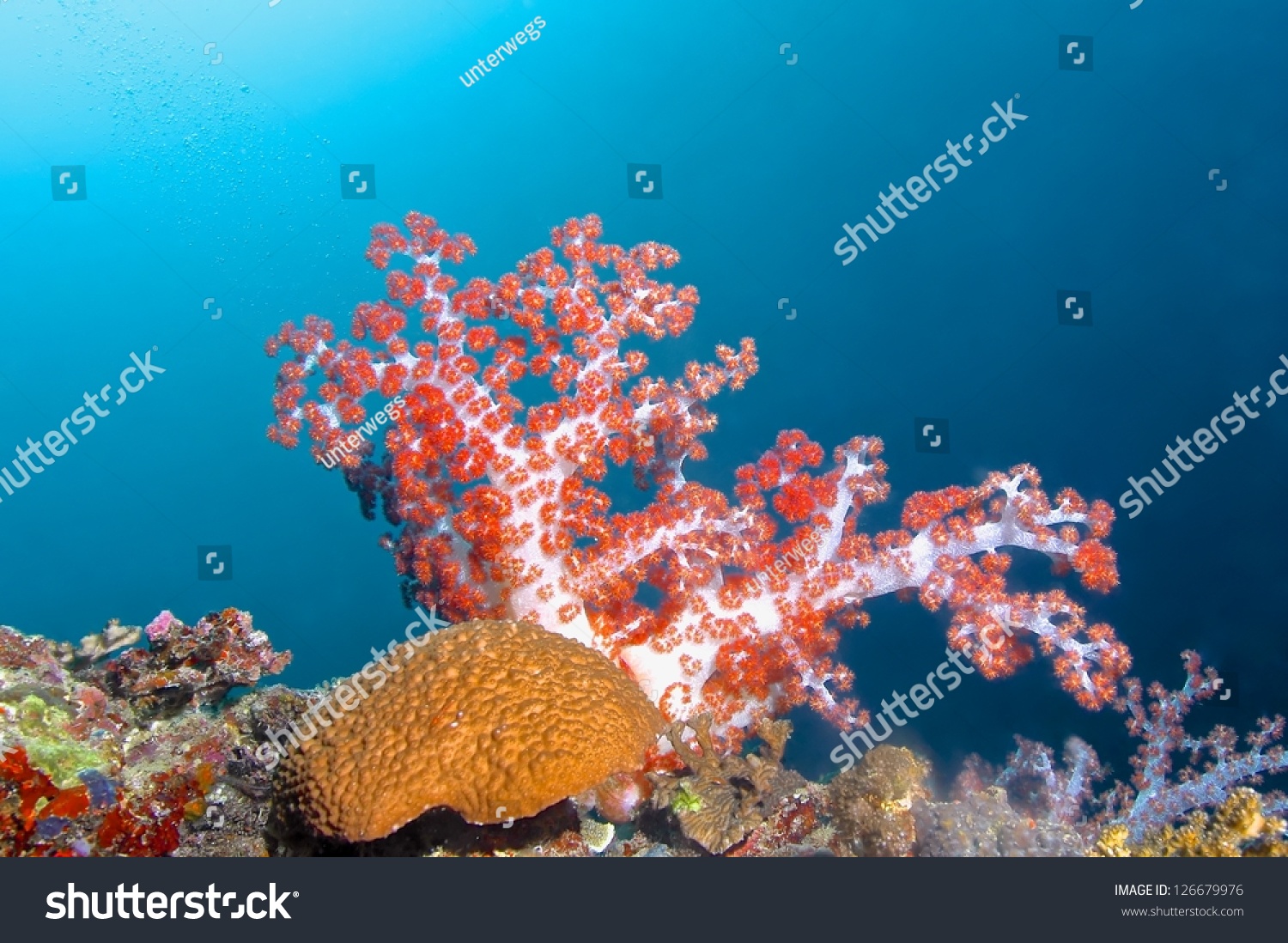 Colorful Carnation Tree Coral Of Marine Life In Cebu, Philippines