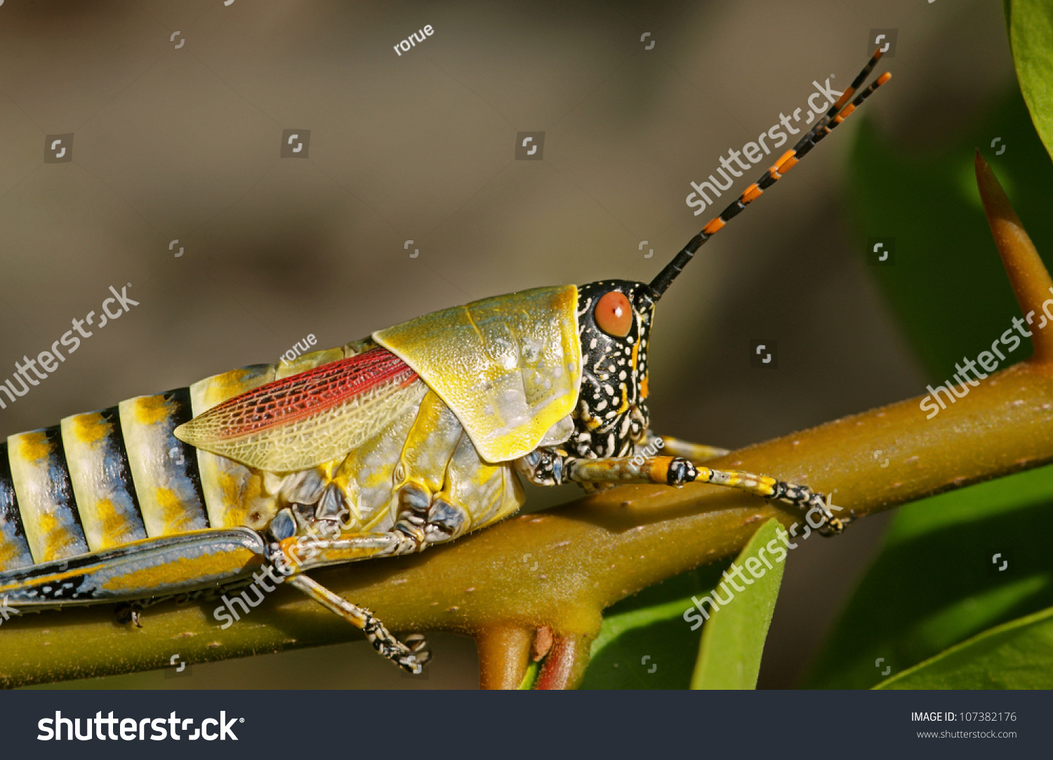 Colorful Cricket Colors Of Nature Stock Photo 107382176 Shutterstock