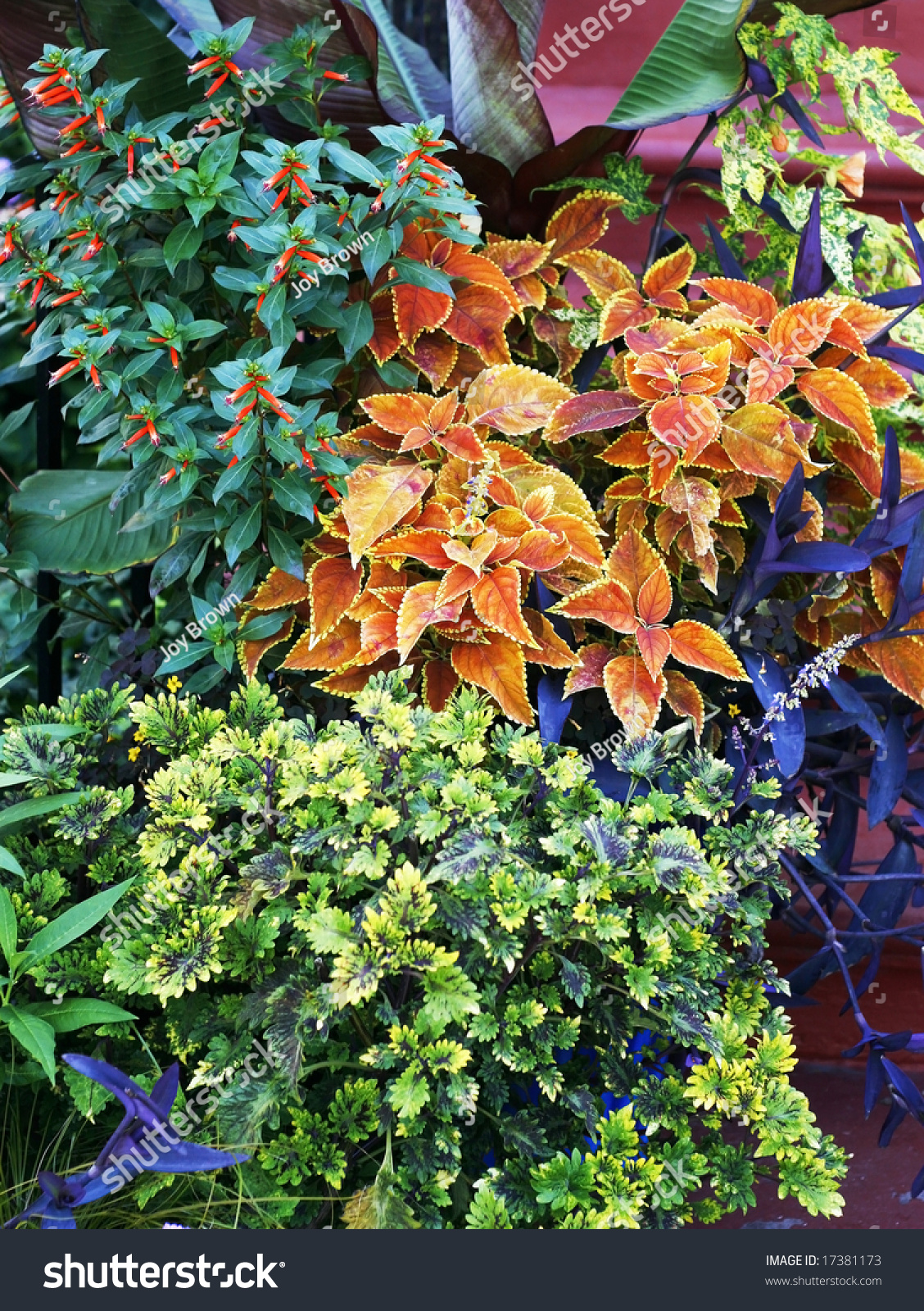 Colorful Outdoor Plants Stock Photo 17381173 Shutterstock