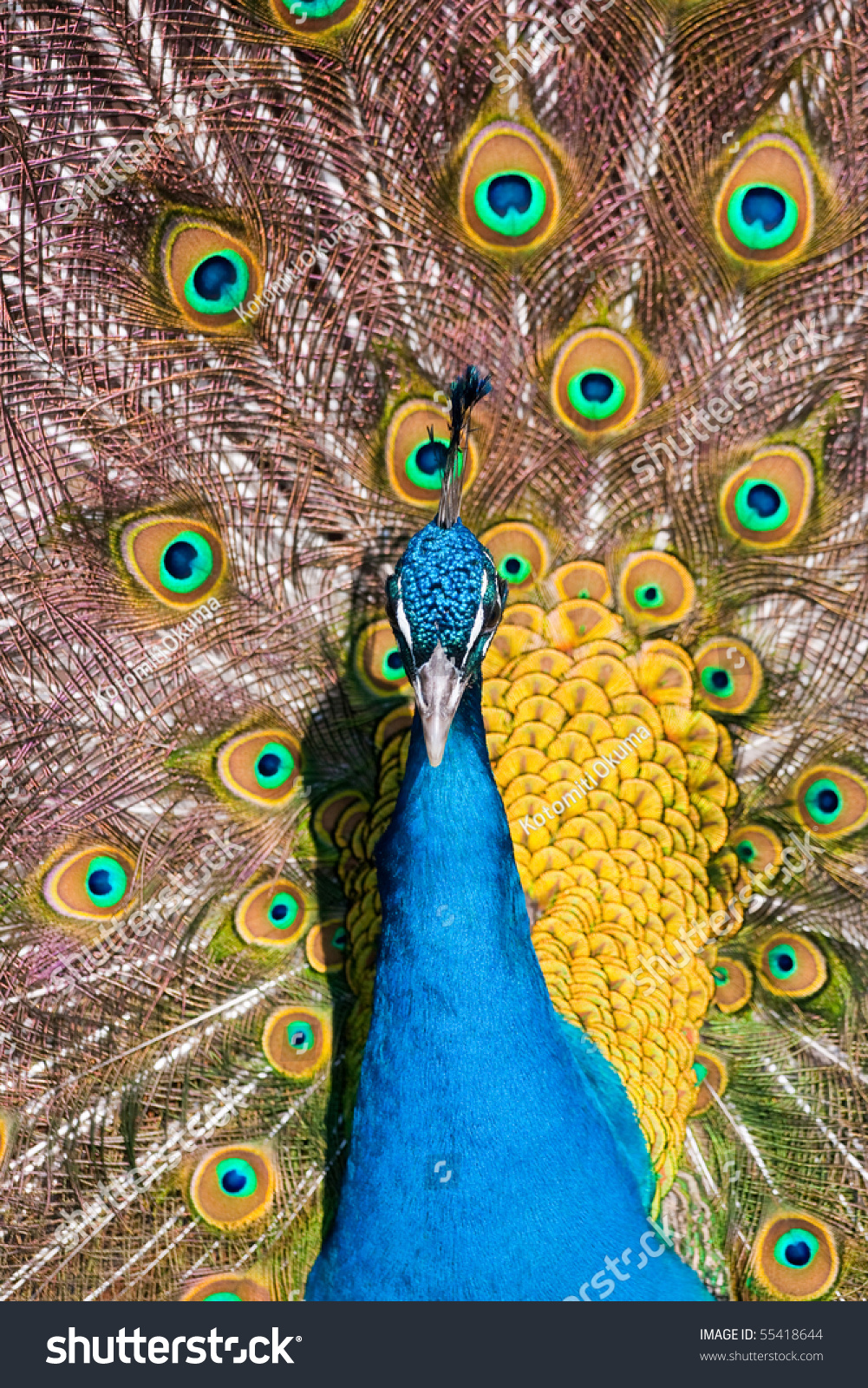 Colorful Peacock In Full Feather Stock Photo 55418644 : Shutterstock