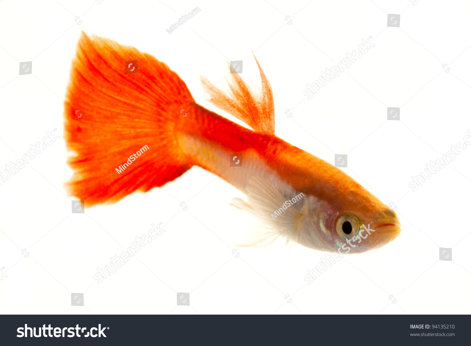 Colourful Guppy Fish Orange Tail Popular Stock Photo 94135210