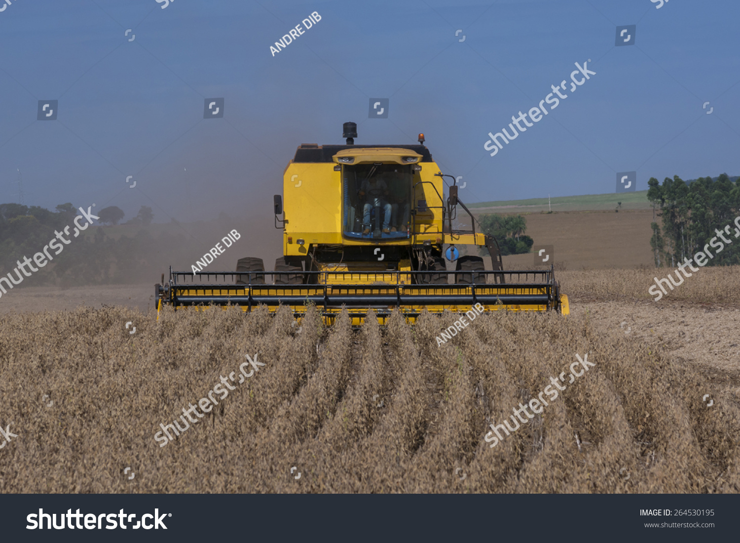 Combine Harvester Harvesting Soybean Field Stock Photo 264530195