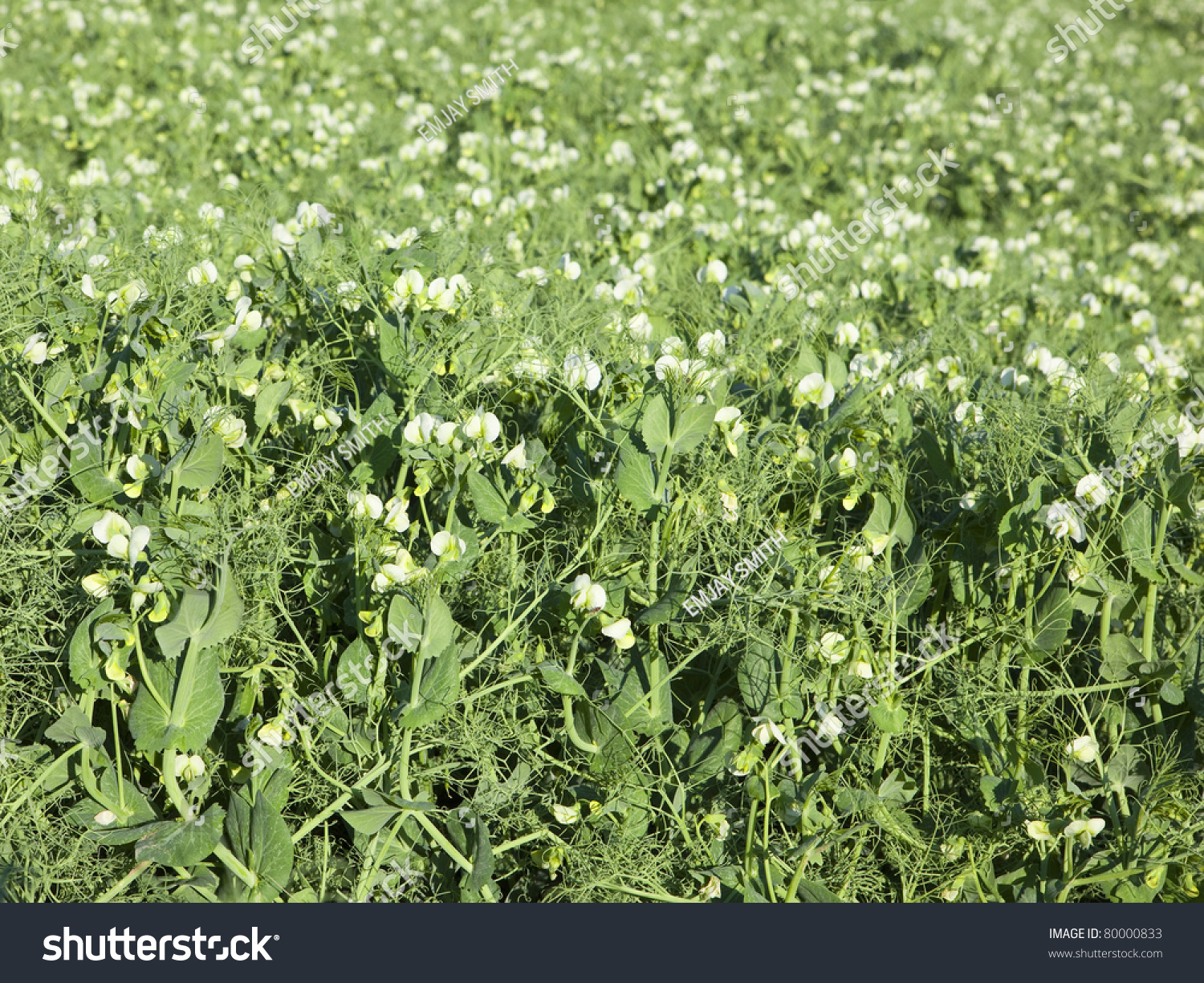 Commercial Pea Crop White Flowers Stock Photo 80000833 Shutterstock