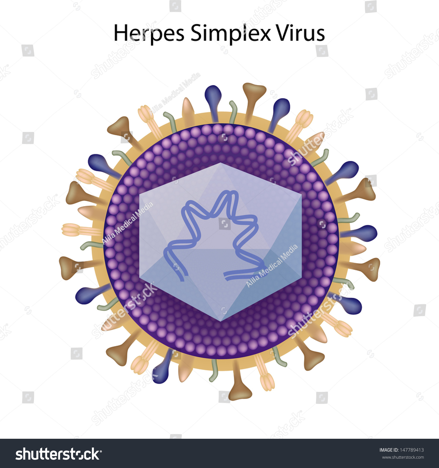 Common Structure Of Herpes Viruses Stock Photo 147789413 Shutterstock