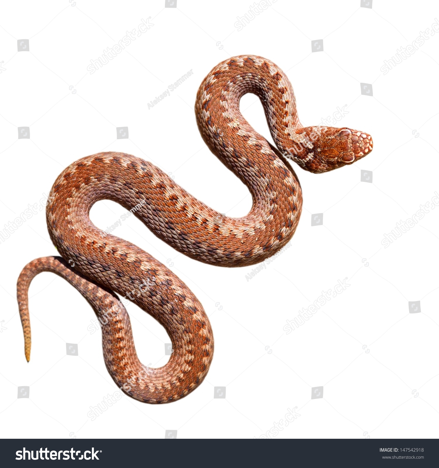 stock-photo-common-viper-snake-isolated-on-white-147542918.jpg