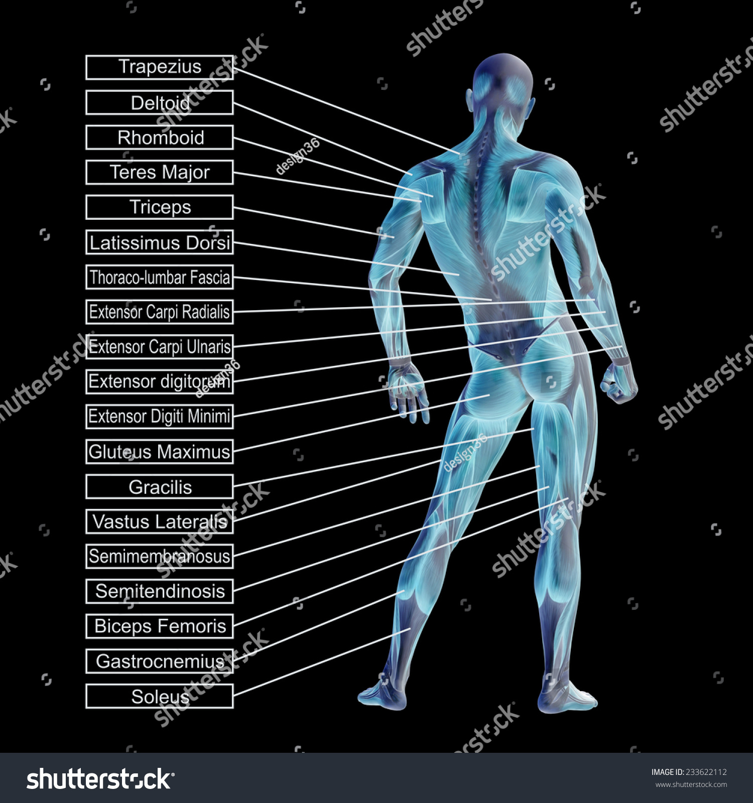 Concept Conceptual D Human Anatomy Muscle Stock Illustration