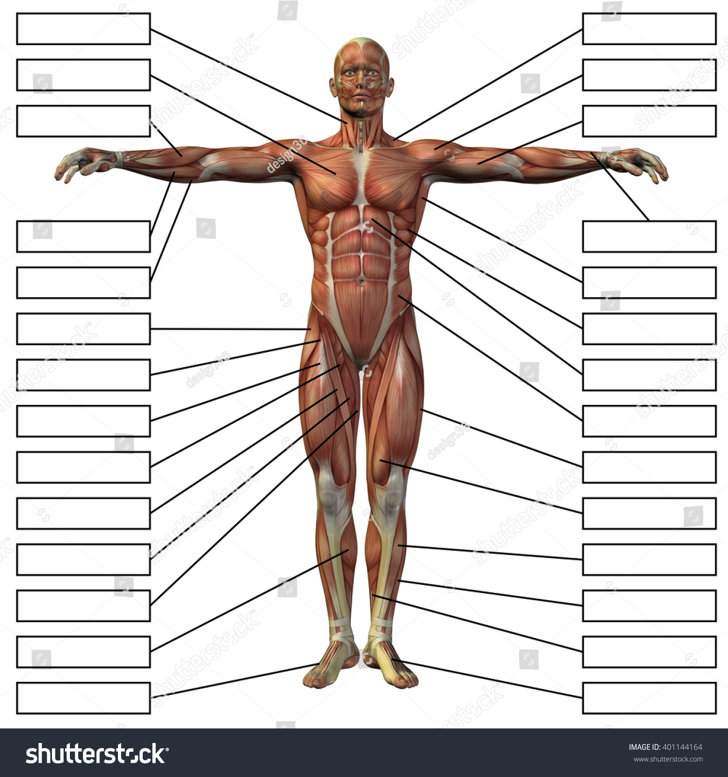 Concept Conceptual 3d Human Anatomy Muscle Stock Illustration 401144164