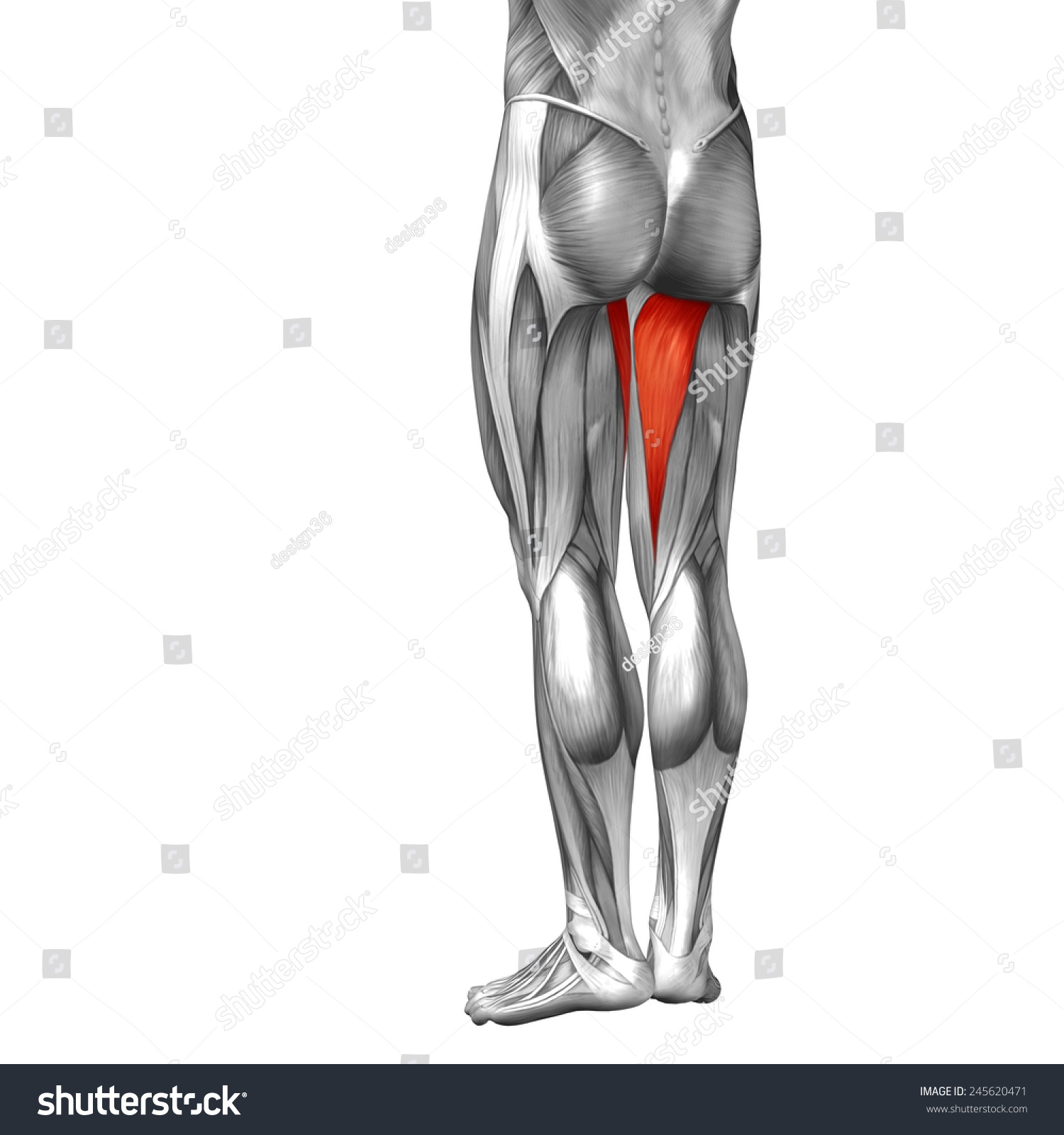 Ilustrasi Stok Conceptual 3d Adductor Magnus Leg Human 245620471