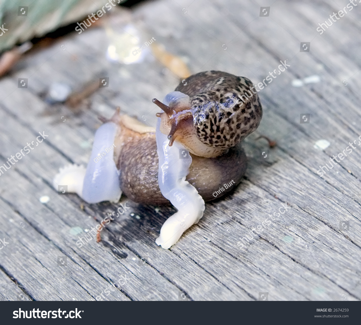 Consumation Slugs Are Hermaphroditic