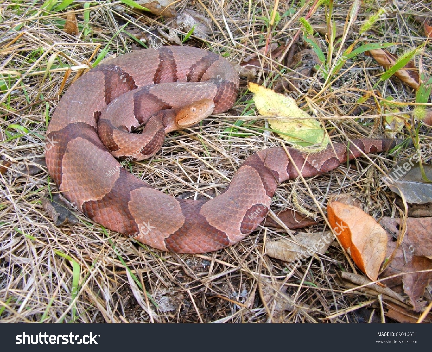 copperhead term english How to use copperhead in a sentence example sentences with the word copperhead copperhead example sentences. copperhead term english How to use copperhead in a sentence example sentences with the word copperhead copperhead example sentences.