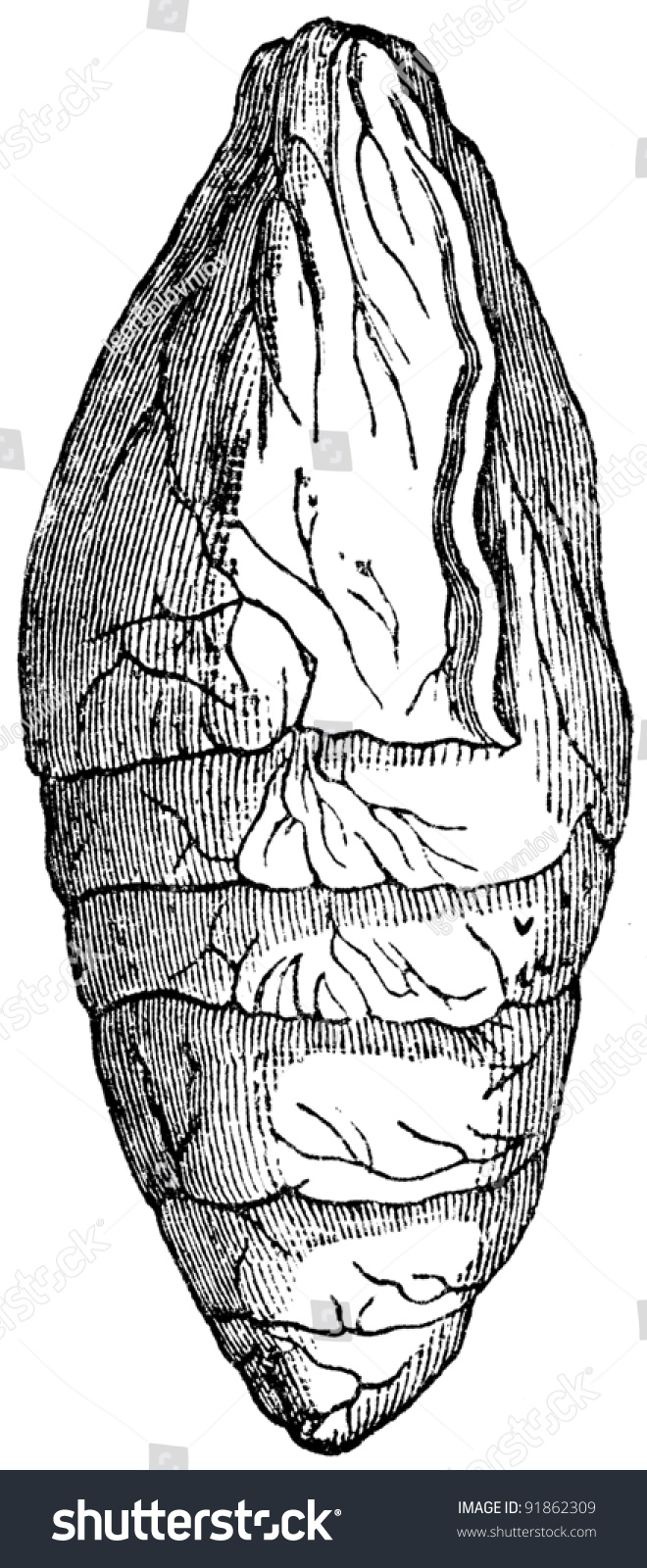 ichthyosaur coprolite