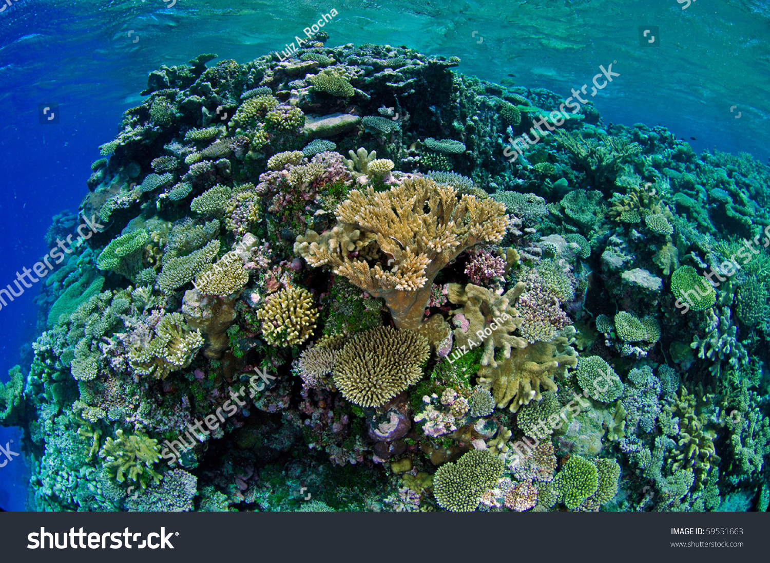 Coral Reef At The Marshall Islands Stock Photo 59551663 : Shutterstock