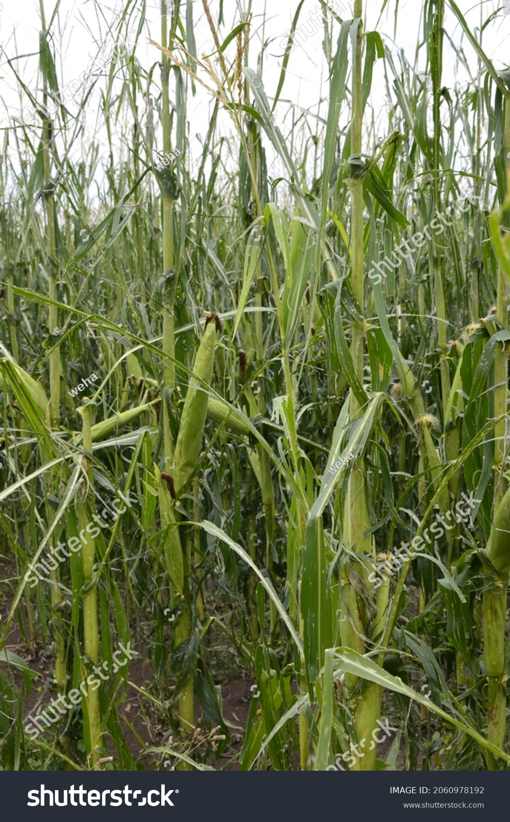 Corn Field Severly Damaged Heavy Storm Stock Photo Edit Now