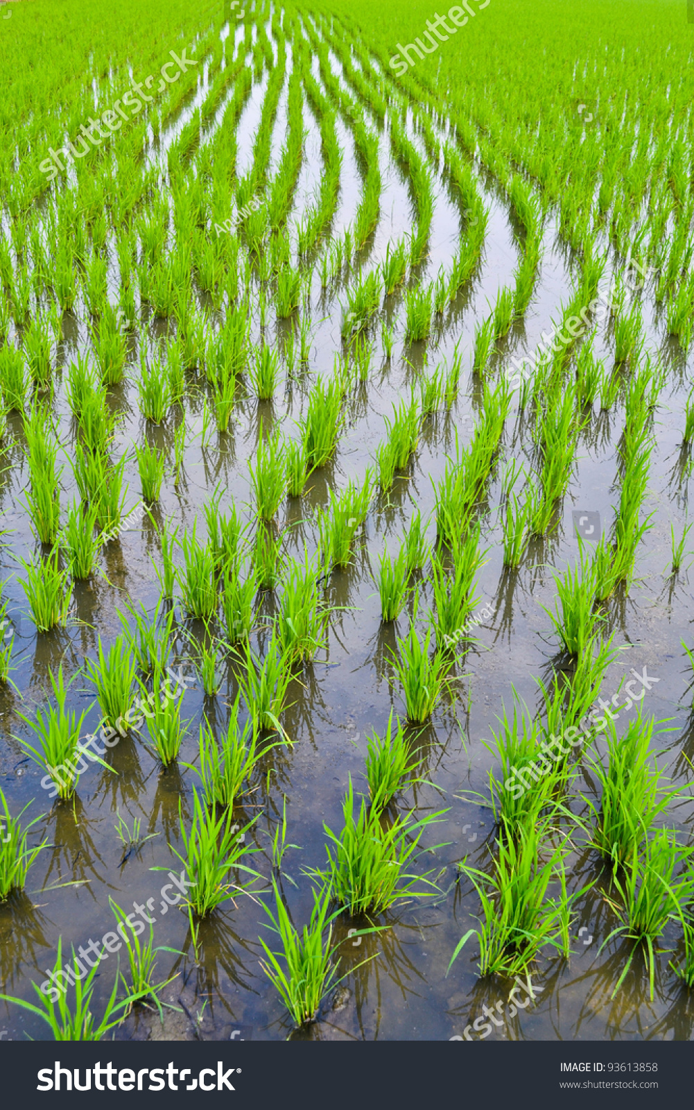Cornfield in thailand Cornfield in thailand